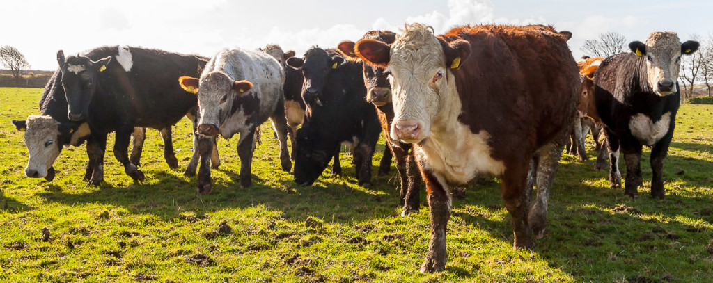 Gwaun Valley Meats