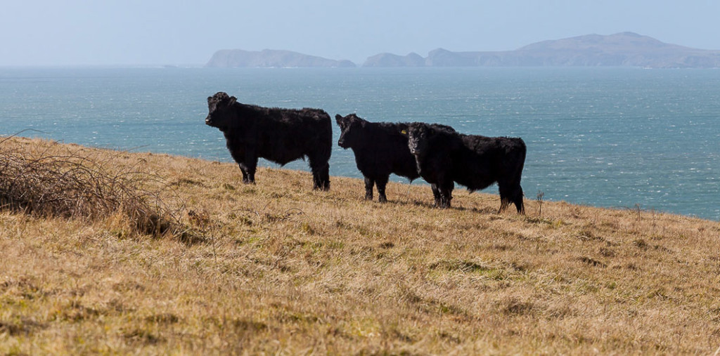 Gwaun Valley Meats