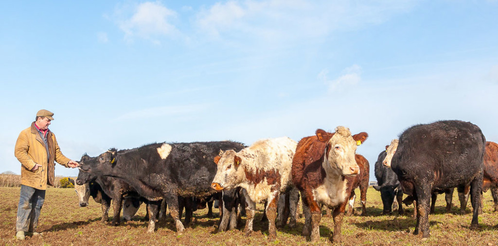 Gwaun Valley Meats