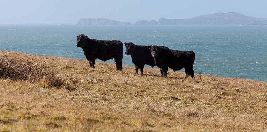 Gwaun Valley Meats